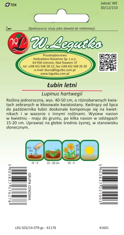 Łubin letni