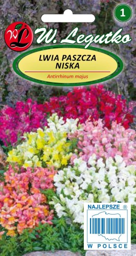 Lwia paszcza niska