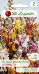 Lwia paszcza niska - Tutti Frutti