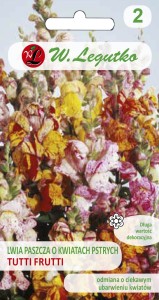 Lwia paszcza niska - Tutti Frutti