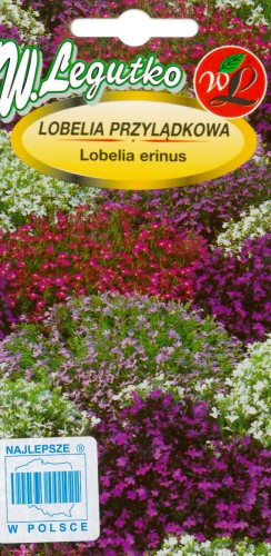 Lobelia przylądkowa, Stroiczka