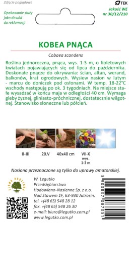 Kobea pnąca fioloetowa