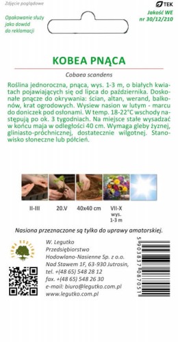 Kobea pnąca biała tyl