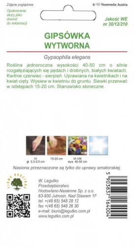 Gipsówka wytworna biała