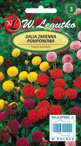 Dalia zmienna pompon. wys. mieszanka