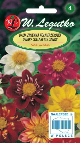 Dalia zmienna kołnierz. karł. Collarette