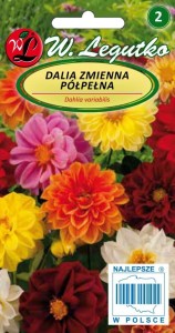Dalia zmienna karłowa - Unwins - mieszanka