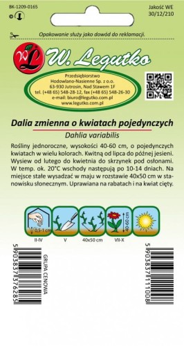 Dalia zmienna poj. karł. Mignon