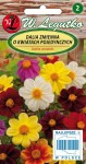 Dalia zmienna karłowa pojedyncza - Mignon mieszanka