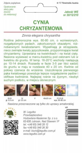 Cynia wytworna chryzantem