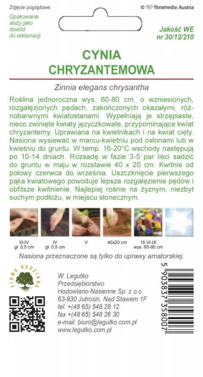 Cynia wytworna chryzantem