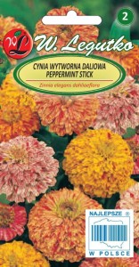 Cynia wytworna daliowa - Peppermint Stick