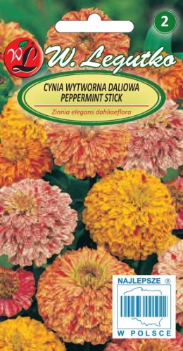 Cynia wytworna dal. nakrap. Peppermint Stick
