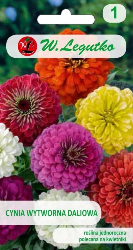 Cynia wytworna daliowa