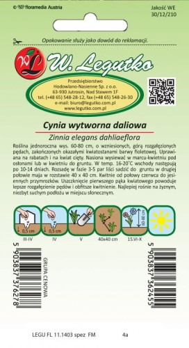 Cynia wytworna dal. Violet Queen
