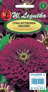 Cynia wytworna daliowa - Violet Queen
