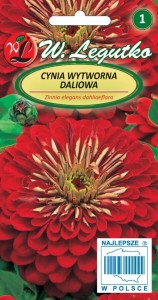 Cynia wytworna daliowa - Scarlet Flame