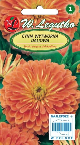 Cynia wytworna dal. Eldorado