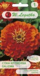 Cynia wytworna daliowa - Orange King