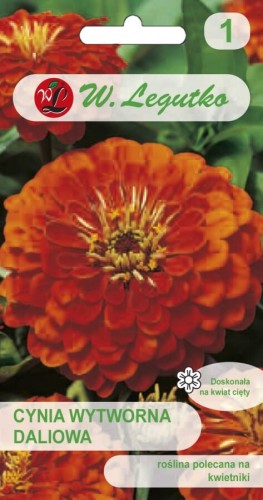 Cynia wytworna daliowa Orange King