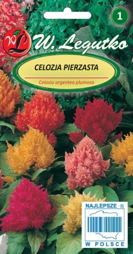 Celozcja pierzasta