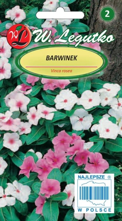 Barwinek różowy