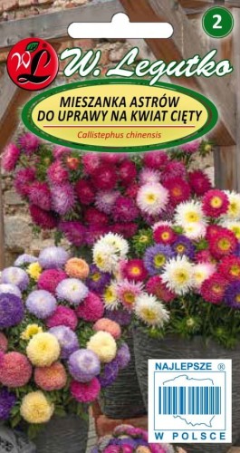 Aster chiński na kwiat cięty