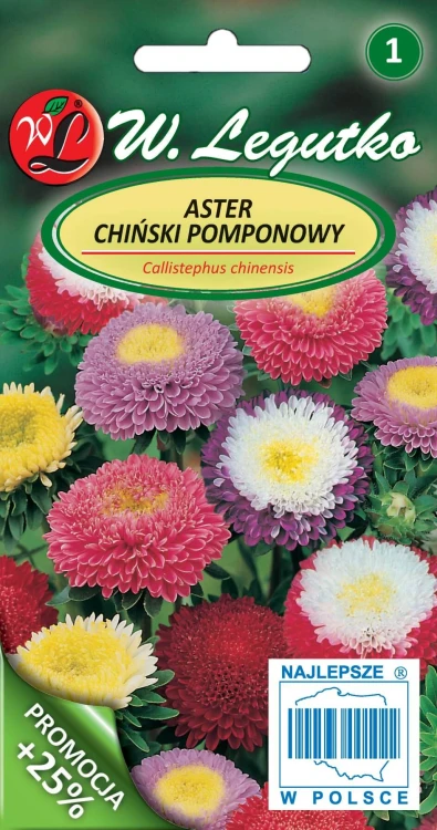 Aster chiński pomponowy