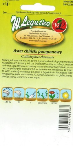 Aster chiński pompon. jasonniebieski