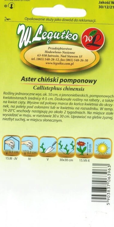 Aster chiński pompon. jasonniebieski