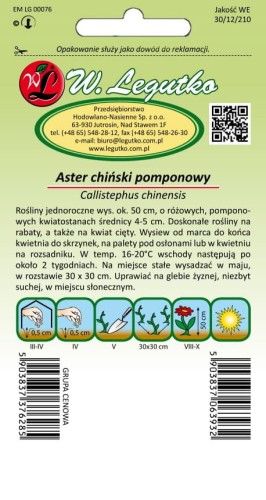 Aster chiński pompon. różowy