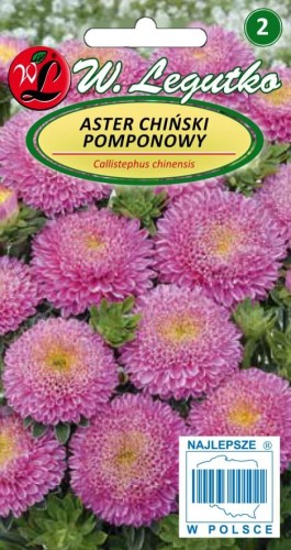 Aster chiński pompon. różowy