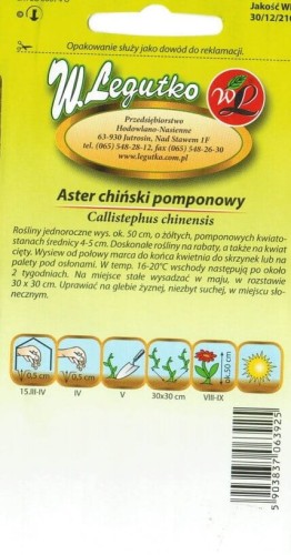 Aster chiński pompon. żółty
