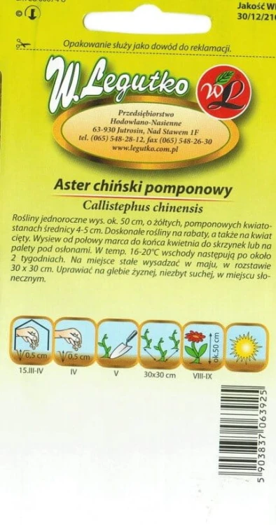 Aster chiński pompon. żółty