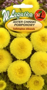Aster chiński pomponowy - żółty