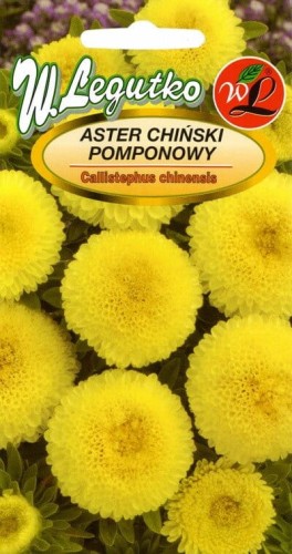 Aster chiński pompon. żółty