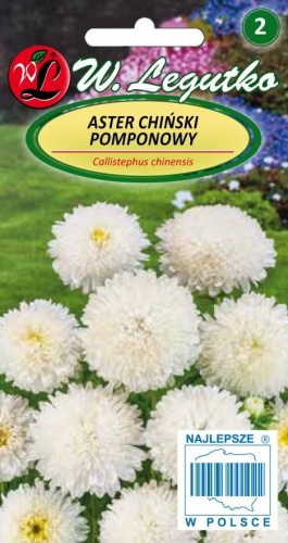 Aster chiński pompon. biały