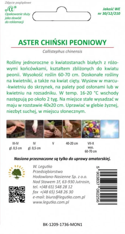 Aster chiński peoniowy biało-różowe