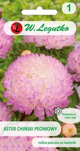 Aster chiński peoniowy biało-różowe