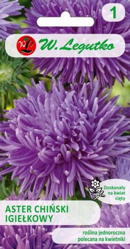 Aster chiński igiełkowy fioletowy