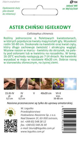 Aster chiński igiełkowy fioletowy
