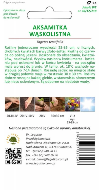 Aksamitka wąskolistna Golden Gem złoto-żółta