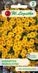 Aksamitka wąskolistna Golden Gem złoto-żółte