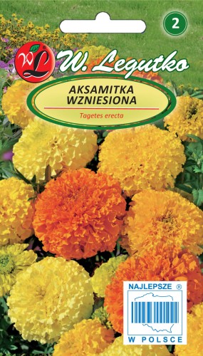 Aksamitka wzniesiona