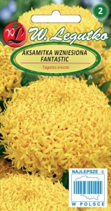 Aksamitka wzniesiona Fantastic żółte