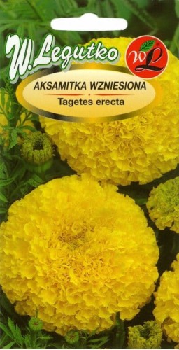 Aksamitka wzniesiona złotożółta