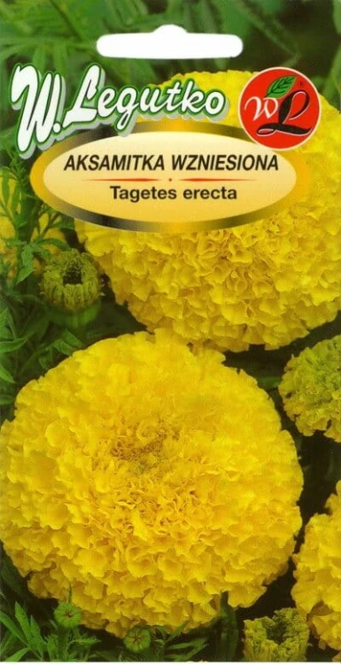 Aksamitka wzniesiona złotożółta