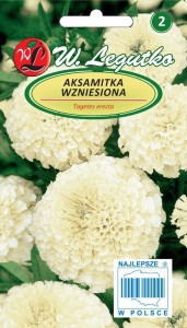 Aksamitka wzniesiona kremowobiałe