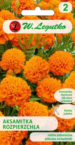 Aksamitka rozpierzchła peł. pomarańczowa