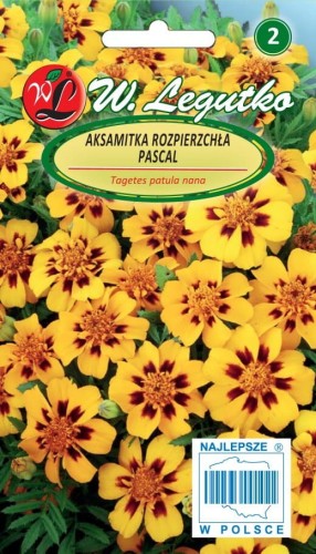 Aksamitka rozpierzchła poj. Pascal